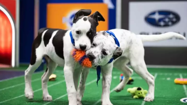 Puppy Bowl2021 Channel, time and how to watch Online