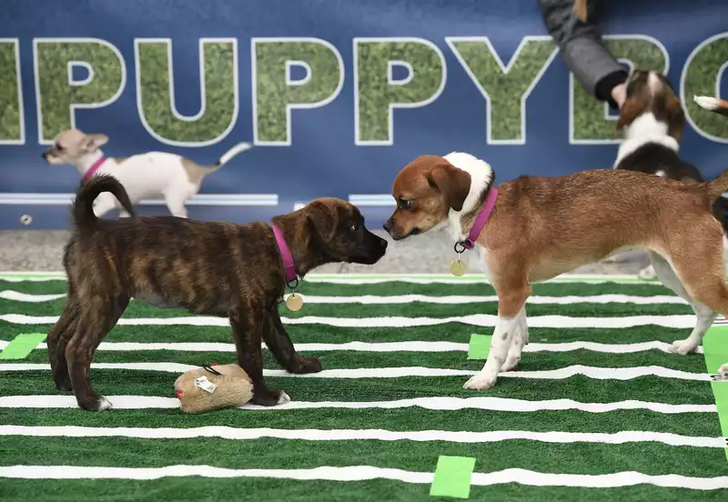 Puppy Bowl 2020 dates, lineup, channels, roster and live stream