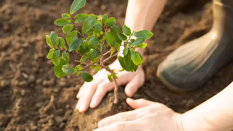 Nespresso supports American forests in reforestation projects across the United States