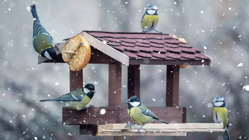 Feeding birds in winter - Top tips and things to avoid